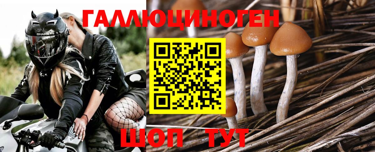 Псилоцибиновые грибы Psilocybe Георгиевск